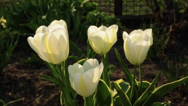 Weiße Tulpen Garten Geringe Schärfentiefe Schieberegler Bewegen Parallaxe Kamera Bewegen — Stockvideo