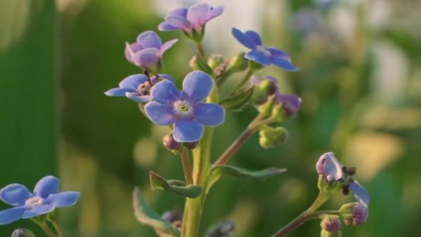 Akrep Otları Küçük Mavi Bahçe Çiçekleri Kaygan Hareket Parallax Kamera — Stok video