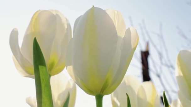 花园的白色郁金香 田野浅水深 滑块移动 视差相机移动 — 图库视频影像
