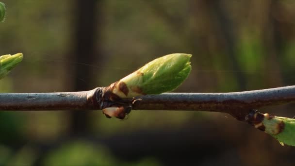 Green Buds Thin Branch Ant Running Shallow Depth Field — Stock Video
