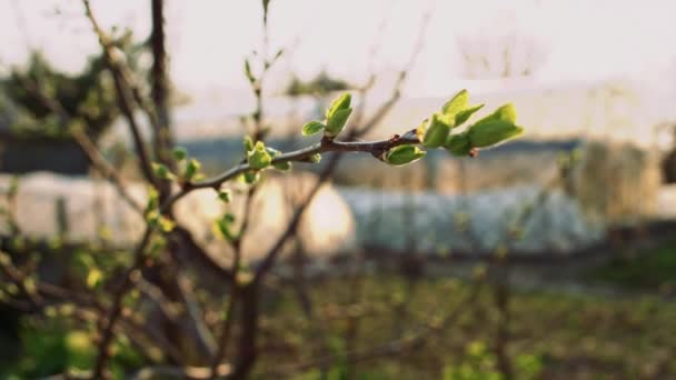 Green Buds Thin Branch Shallow Depth Field Slider Move — ストック動画