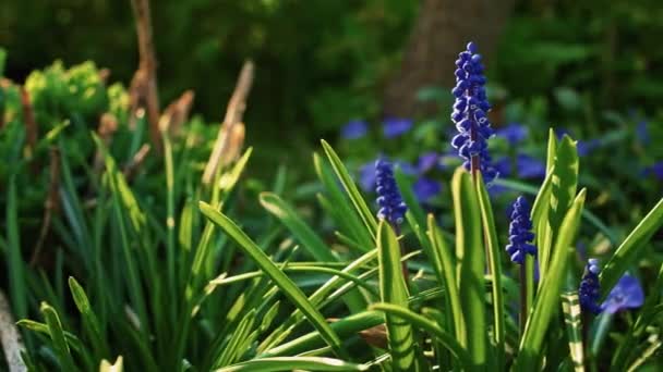 Fleurs Bleues Jardin Jacinthe Raisin Mouvement Curseur Faible Profondeur Champ — Video