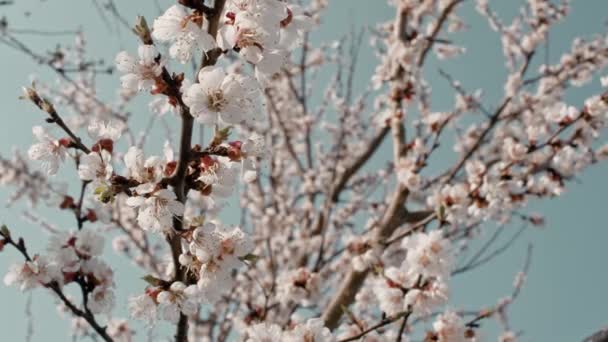 Aprikosenbaum Voller Blüte Schieberegler Geringe Schärfentiefe — Stockvideo