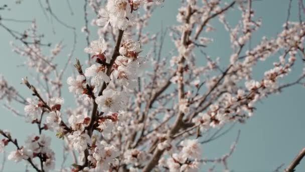 Abricot Fleur Mouvement Curseur Faible Profondeur Champ — Video