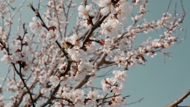 Meruňkový Strom Květu Posuvný Pohyb Mělká Hloubka Pole — Stock video