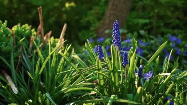 Trädgårdsblå Blommor Grape Hyacinth Skjutreglaget Flytta Parallax Kamera Flytta Grunt — Stockvideo