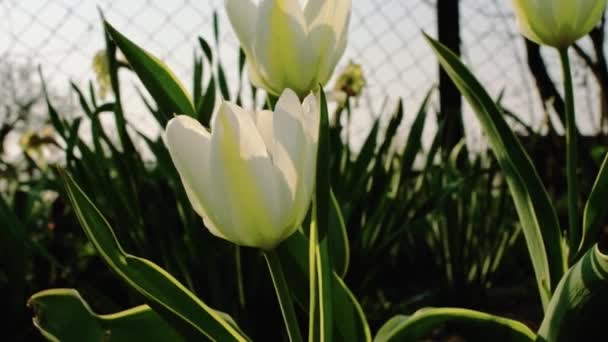 Bahçede Beyaz Laleler Sığ Alan Derinliği Kaydırma Hareketi Parallax Kamera — Stok video