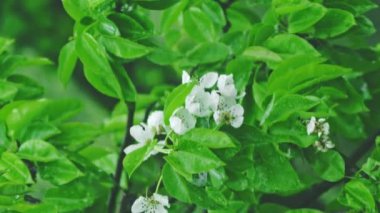 Rüzgarda çiçek açan armut ağacı, beyaz, dikey video