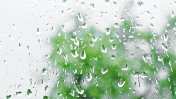 緑の背景がぼやけている雨からガラスに低下し 垂直パンニング — ストック動画