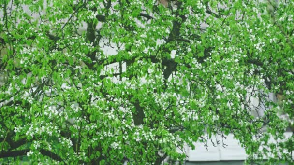Blühender Birnbaum Wind Auf Weiß — Stockvideo