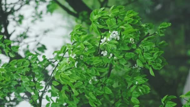 Blooming Pear Tree Wind White Vertical Video — Stock Video