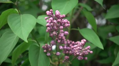 Yavaş çekimde çiçek açan yaygın leylak, parallaks kamera hareketi