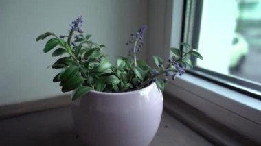 Bahçe mavi çiçekleri - Vazodaki üzüm sümbülü, kaydırma hareketi, sığ tarla derinliği