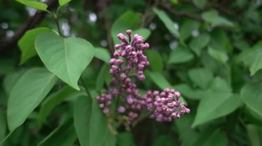 Yavaş çekimde çiçek açan yaygın leylak, parallaks kamera hareketi