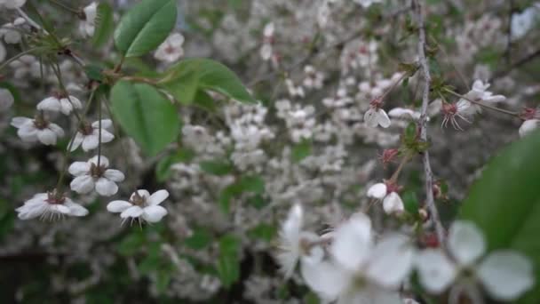 Fleur Cerisier Mai Mouvement Super Lent Faible Profondeur Champ — Video