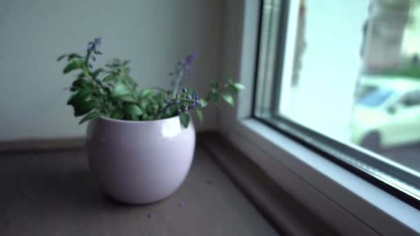 ガーデンブルーの花 花瓶のブドウのヒヤシンス スライダーの動き 視差カメラの動き フィールドの浅い深さ — ストック動画