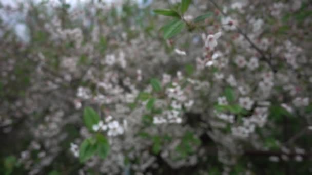 5月の桜 超スローモーション 畑の浅い深さ スライダーの動き — ストック動画