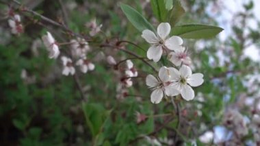 Mayısta kiraz çiçeği, süper yavaş çekim, sığ alan derinliği