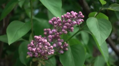 Yavaş çekimde çiçek açan yaygın leylak, parallaks kamera hareketi