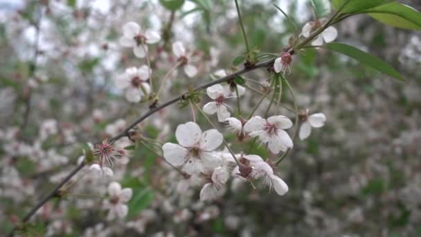 Cherry Blossom May Super Slow Motion Shallow Depth Field — Stock Video