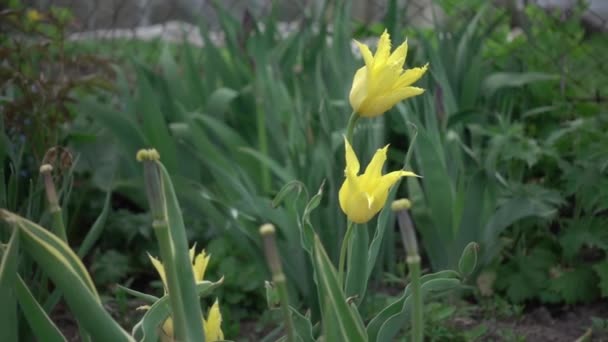 Tulipas Amarelas Jardim Profundidade Rasa Campo Movimento Câmera Paralaxe — Vídeo de Stock