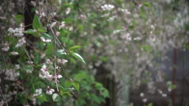 Kirschblüte Mai Super Zeitlupe Geringe Schärfentiefe Schieberegler — Stockvideo