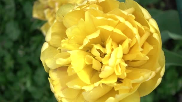 Желтые Тюльпаны Саду Неглубокая Глубина Резкости Перемещение Ползунка Движение Параллакса — стоковое видео