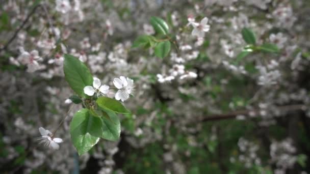 Kirschblüte Mai Superzeitlupe Geringe Schärfentiefe — Stockvideo