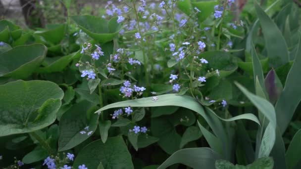 Skorpiongräser Kleine Blaue Gartenblumen Bewegung Der Parallaxe Kamera Flache Feldtiefe — Stockvideo