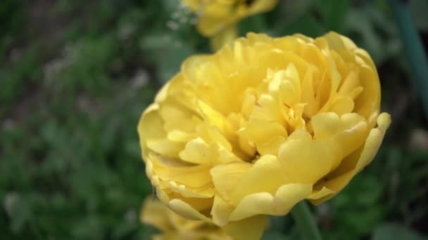 Yellow Tulips Garden Shallow Depth Field Slider Move Slow Motion — Stock Video