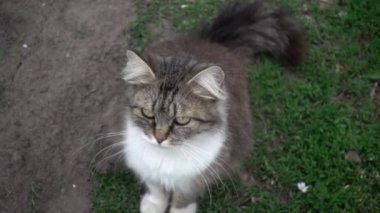 Kedi kameraya bakıyor, süper yavaş çekim, yüzeysel alan derinliği