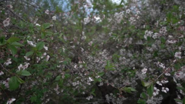 Kirschblüte Mai Super Zeitlupe Geringe Schärfentiefe Schieberegler — Stockvideo