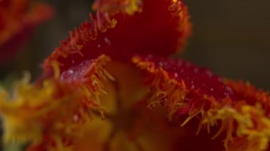 Damla ile soyut süper makro çiçek