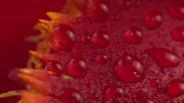 Damla ile soyut süper makro çiçek