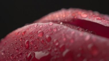 Damla ile soyut süper makro çiçek