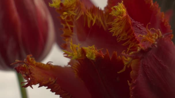 Super macro abstrait de fleur — Video