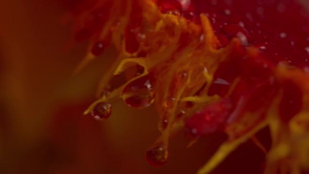 Flor abstracta super macro con gotas — Vídeo de stock