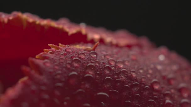 Abstrato flor super macro com gotas — Vídeo de Stock