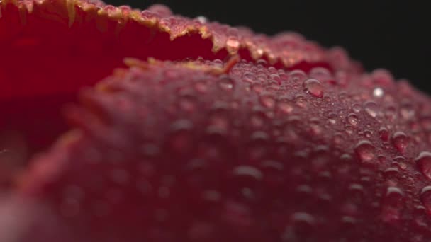 Astratto super macro fiore con gocce — Video Stock