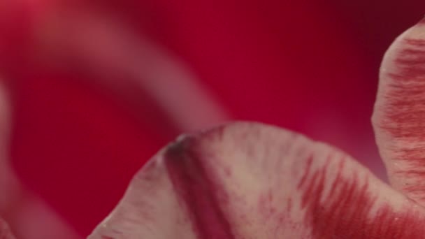 Fleur super macro abstraite avec gouttes 