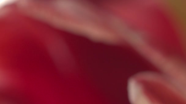 Fleur super macro abstraite avec gouttes 