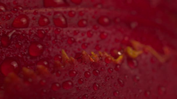 Flor abstracta super macro con gotas — Vídeos de Stock