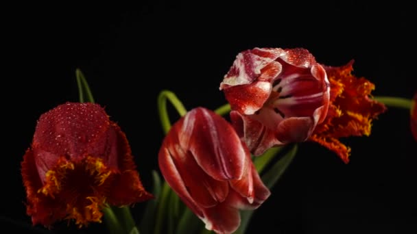 Красные Тюльпаны Капли Росы Изолированы Черный Ползунок Двигаться — стоковое видео
