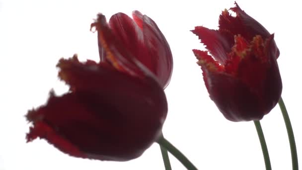 Rode Tulpen Bij Wind Geïsoleerd Witte Slow Motion 250Fps — Stockvideo