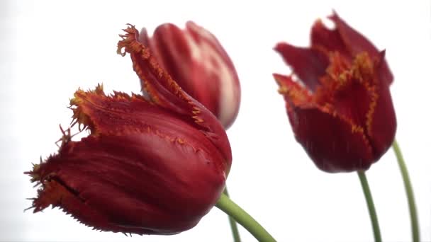 Rode Tulpen Regen Geïsoleerd Witte Slow Motion 250Fps — Stockvideo