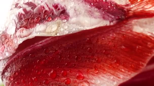 Rote Tulpen Mit Tautropfen Isoliert Auf Weiß Schieberegler Bewegen Parallaxe — Stockvideo