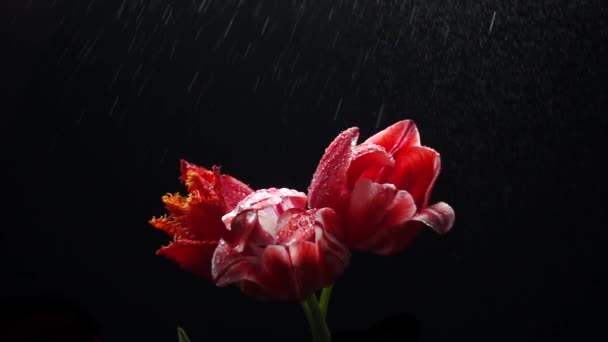 Червоні Тюльпани Під Дощем Ізольовані Чорному Повільний Рух 250Fps — стокове відео