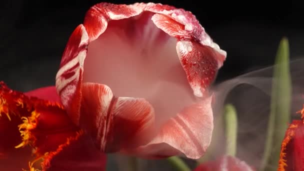 Rode Tulpen Met Dauwdruppels Geïsoleerd Zwart Met Rook Bloemknop — Stockvideo