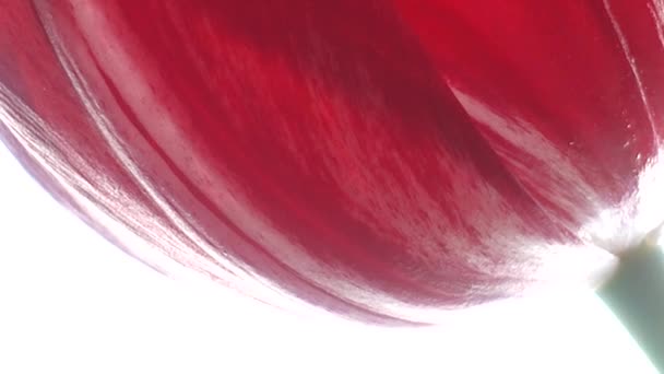 Κόκκινες Τουλίπες Απομονωμένες Λευκό Μακροσκοπικό Κατακόρυφο Panning — Αρχείο Βίντεο
