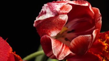 Çiğ taneli kırmızı laleler siyah, kaygan hareket izole